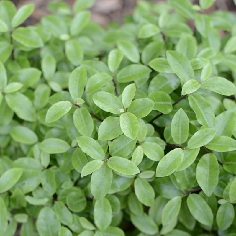 Pittosporum Golf Ball, Pittospore - Pot de 7,5L - 60/80 cm - Image 9