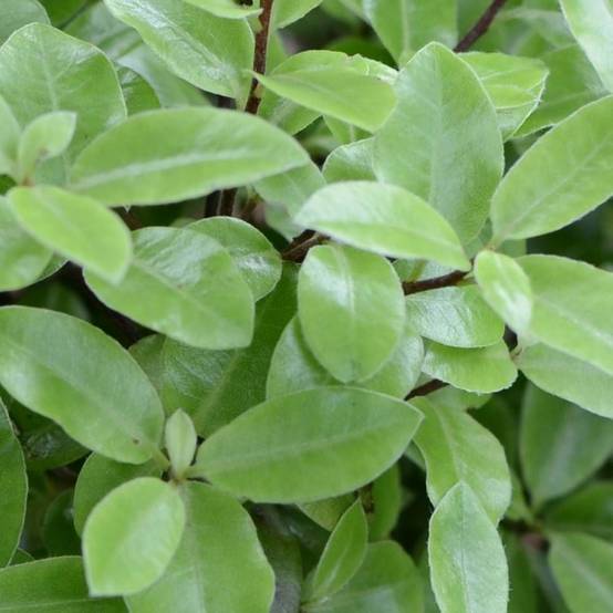 Pittosporum Golf Ball, Pittospore - Pot de 7,5L - 60/80 cm - Image 7
