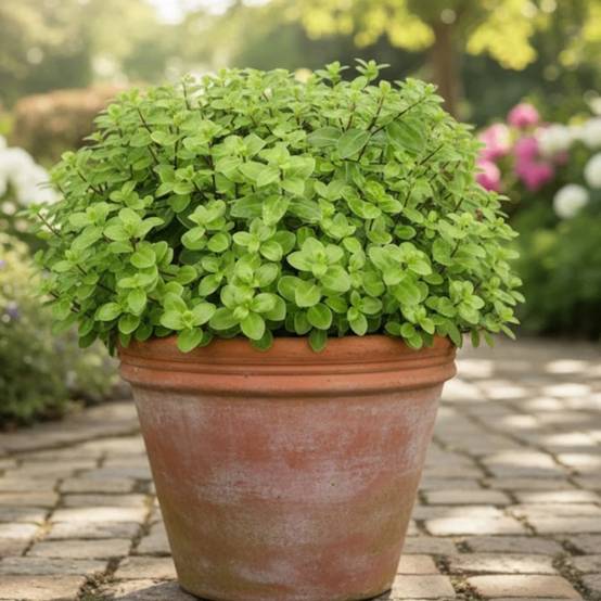 Pittosporum Golf Ball, Pittospore - Pot de 7,5L - 60/80 cm - Image 3