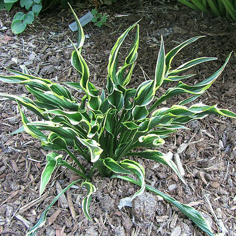 Hosta Hands Up Pot de 1,5L/2L