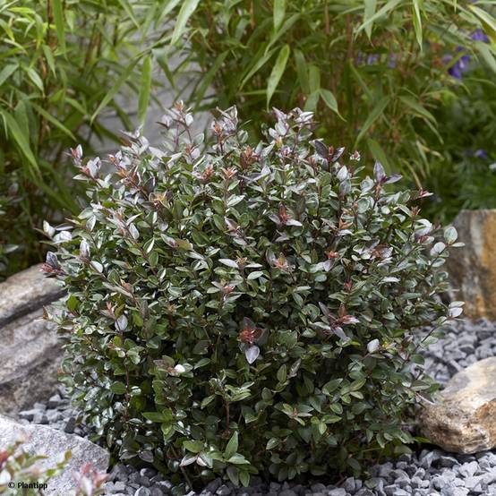 Lonicera nitida Garden Clouds Purple Storm - Chèvrefeuille arbustif Pot de 7,5L/10L - Image 1