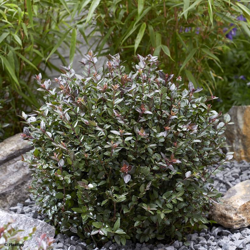 Lonicera nitida Garden Clouds Purple Storm - Chèvrefeuille arbustif Pot de 7,5L/10L - Image 1