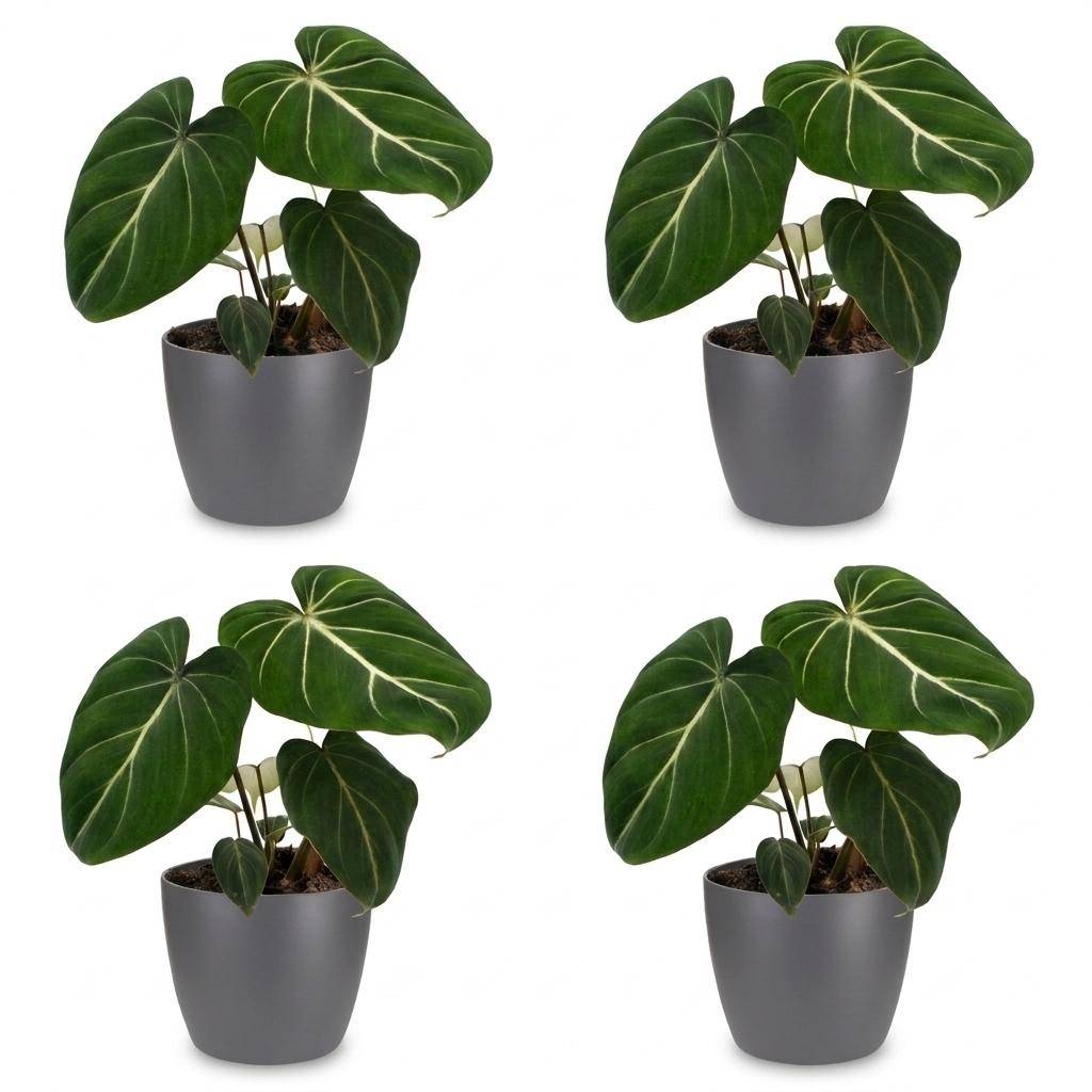 Philodendron Gloriosum - Pot de 12cm - 4 plantes - Gris - Plantes d'intérieur - Image 2