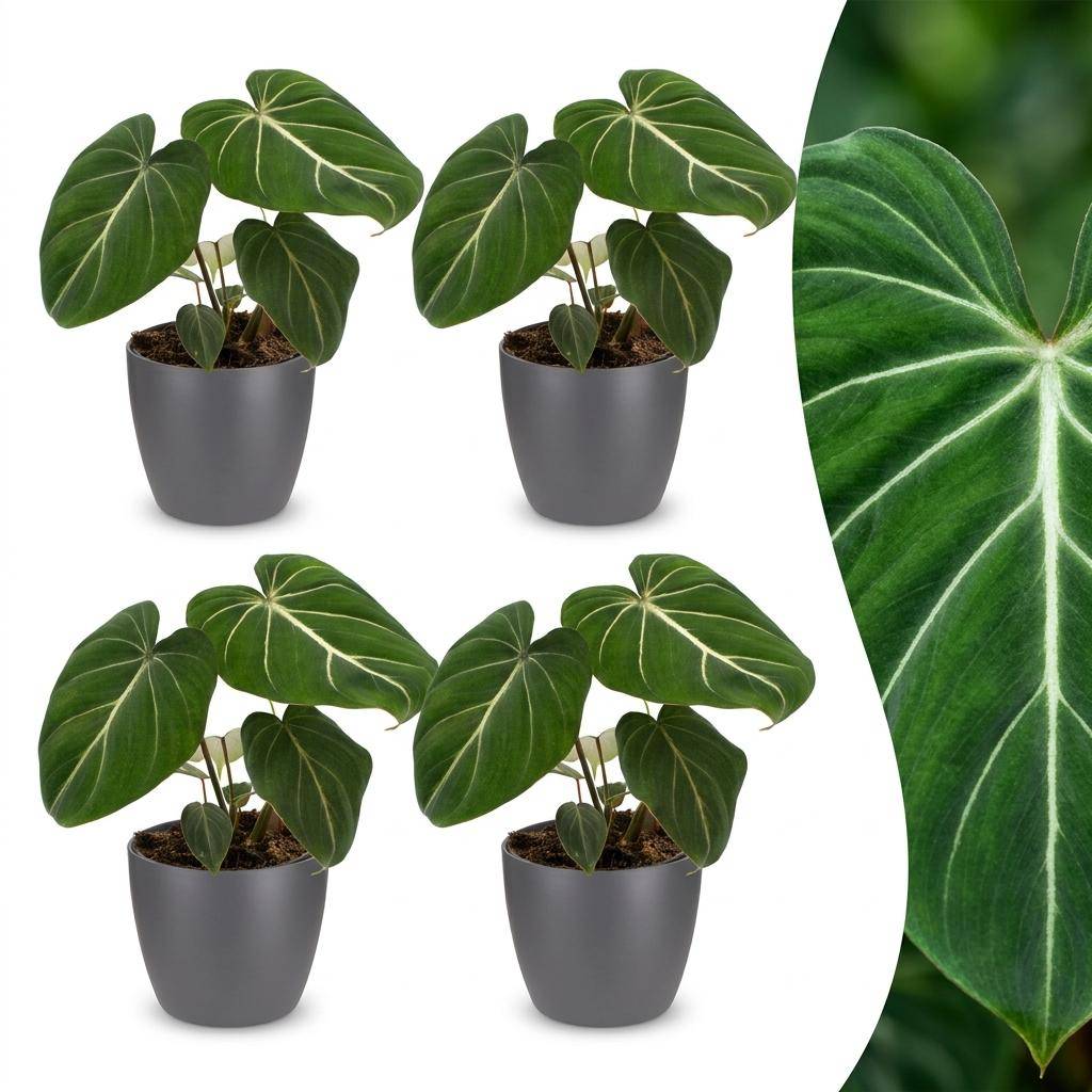 Philodendron Gloriosum - Pot de 12cm - 4 plantes - Gris - Plantes d'intérieur