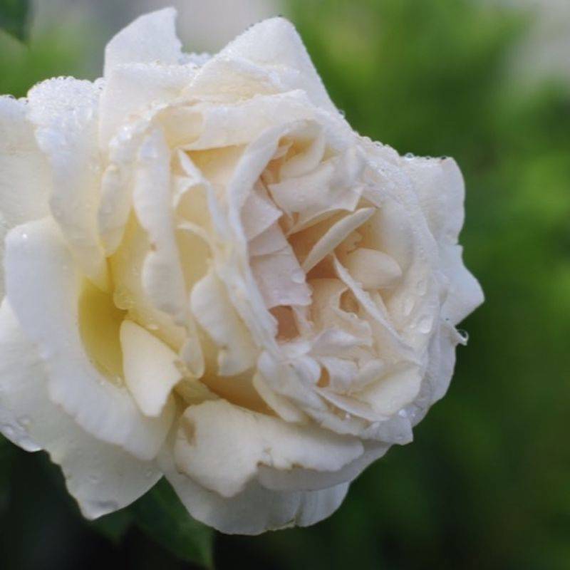 Rosier grosse fleur 'Virgo' - Racines nues - Taille 20 à 30cm - Pépinières Naudet - Image 1
