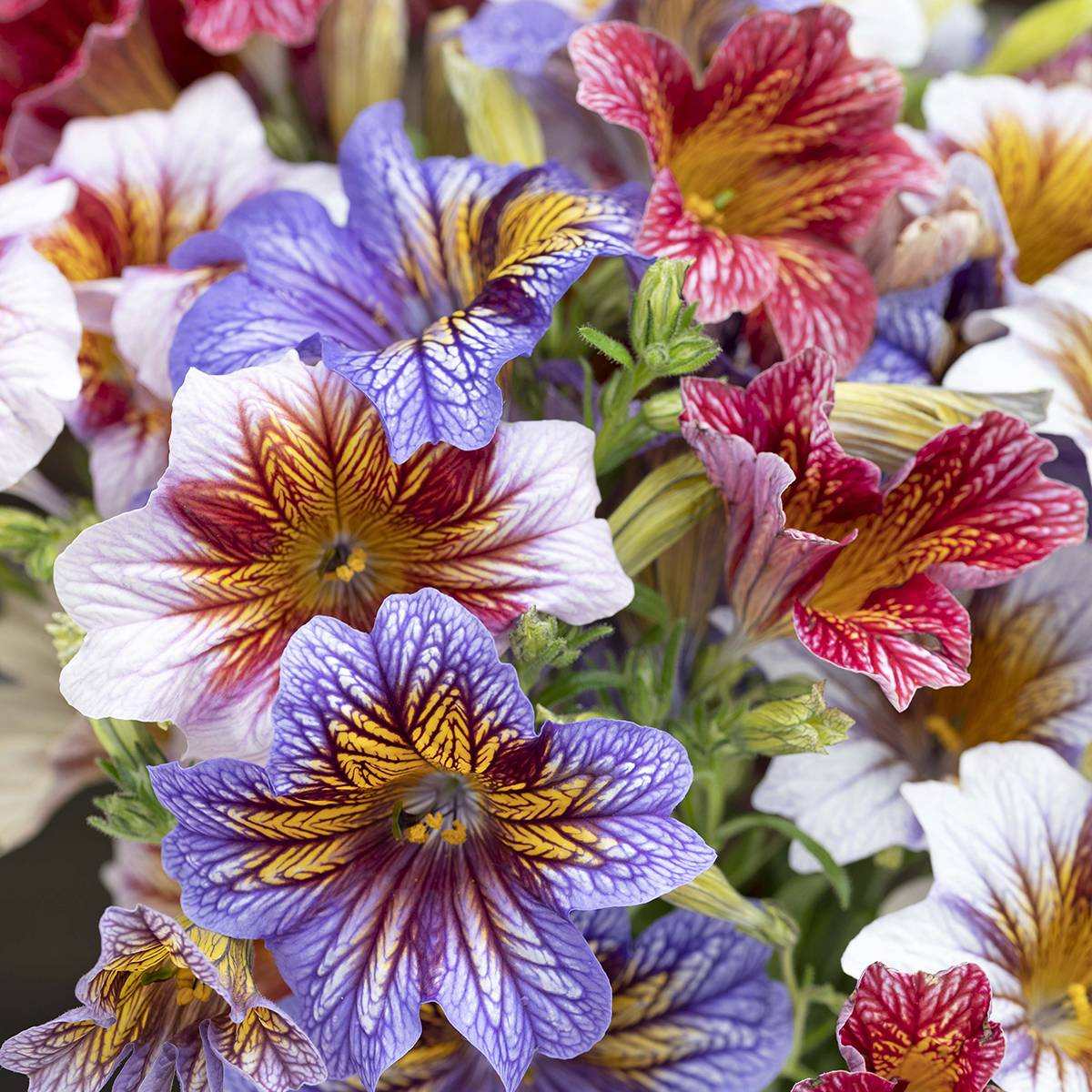 Graines de Salpiglossis sinuata Tora Staring Eyes (graines enrobées) le sachet de 20 graines environ - Graines enrobées