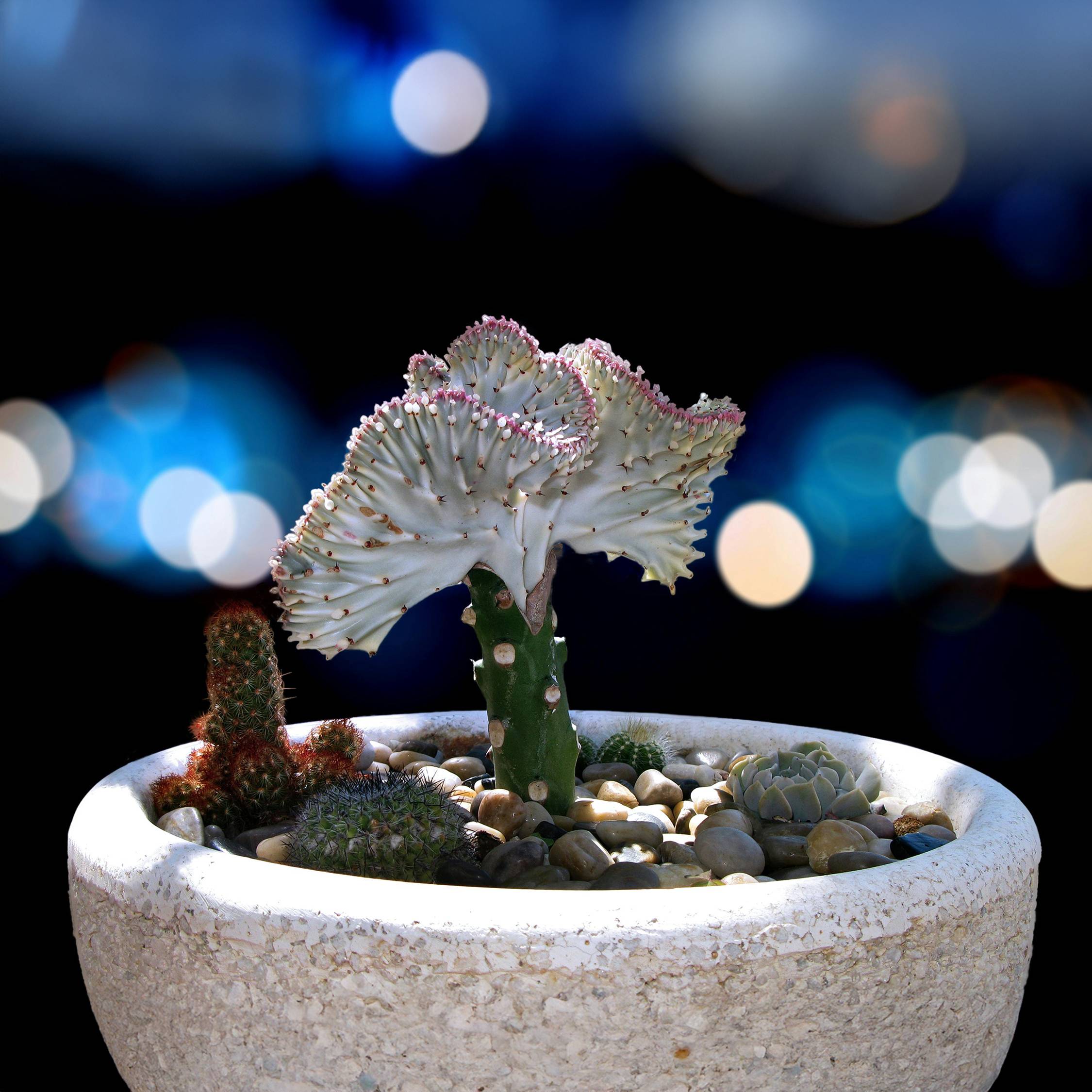 Plant In A Box - Mélange d'euphorbes - Set de 2 - Euphorbia 'Lactea' - Hauteur 25-30cm - ⌀12cm - Image 3
