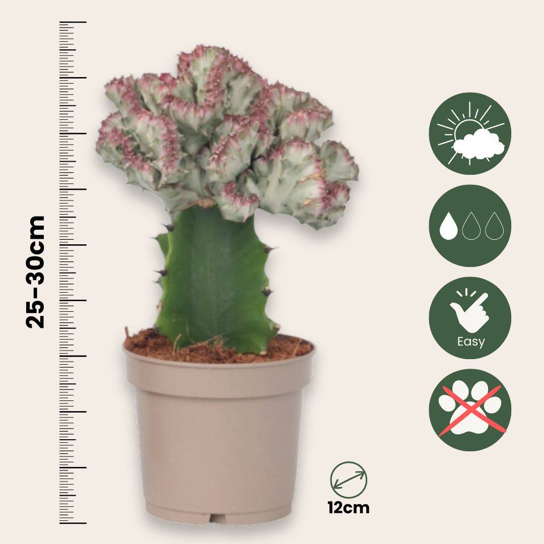 Plant In A Box - Mélange d'euphorbes - Set de 2 - Euphorbia 'Lactea' - Hauteur 25-30cm - ⌀12cm - Image 5