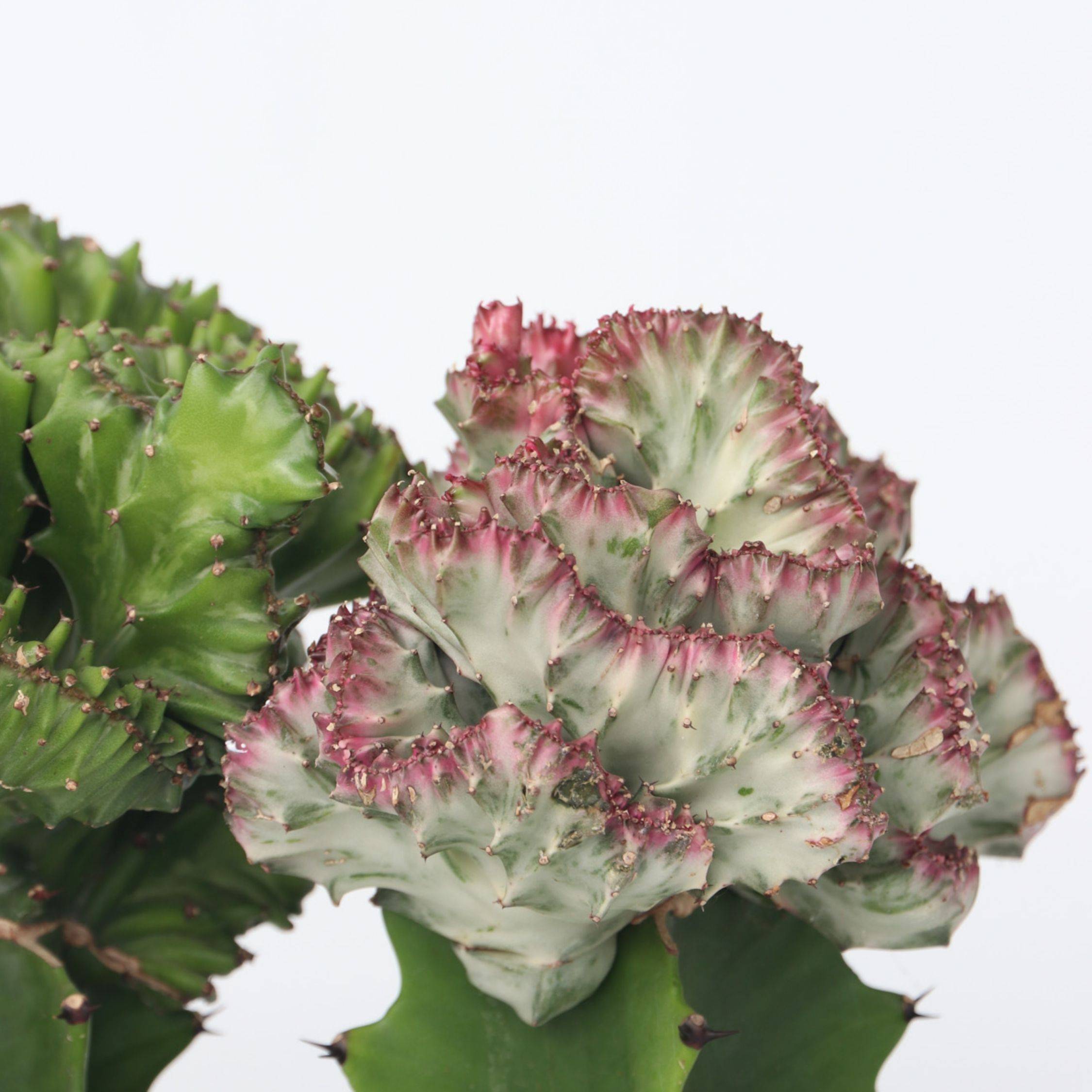 Plant In A Box - Mélange d'euphorbes - Set de 2 - Euphorbia 'Lactea' - Hauteur 25-30cm - ⌀12cm - Image 4