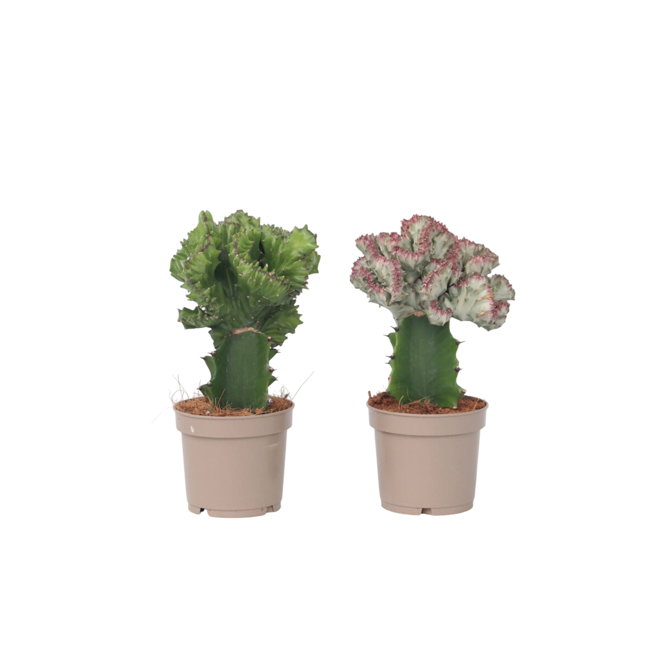 Plant In A Box - Mélange d'euphorbes - Set de 2 - Euphorbia 'Lactea' - Hauteur 25-30cm - ⌀12cm - Image 1