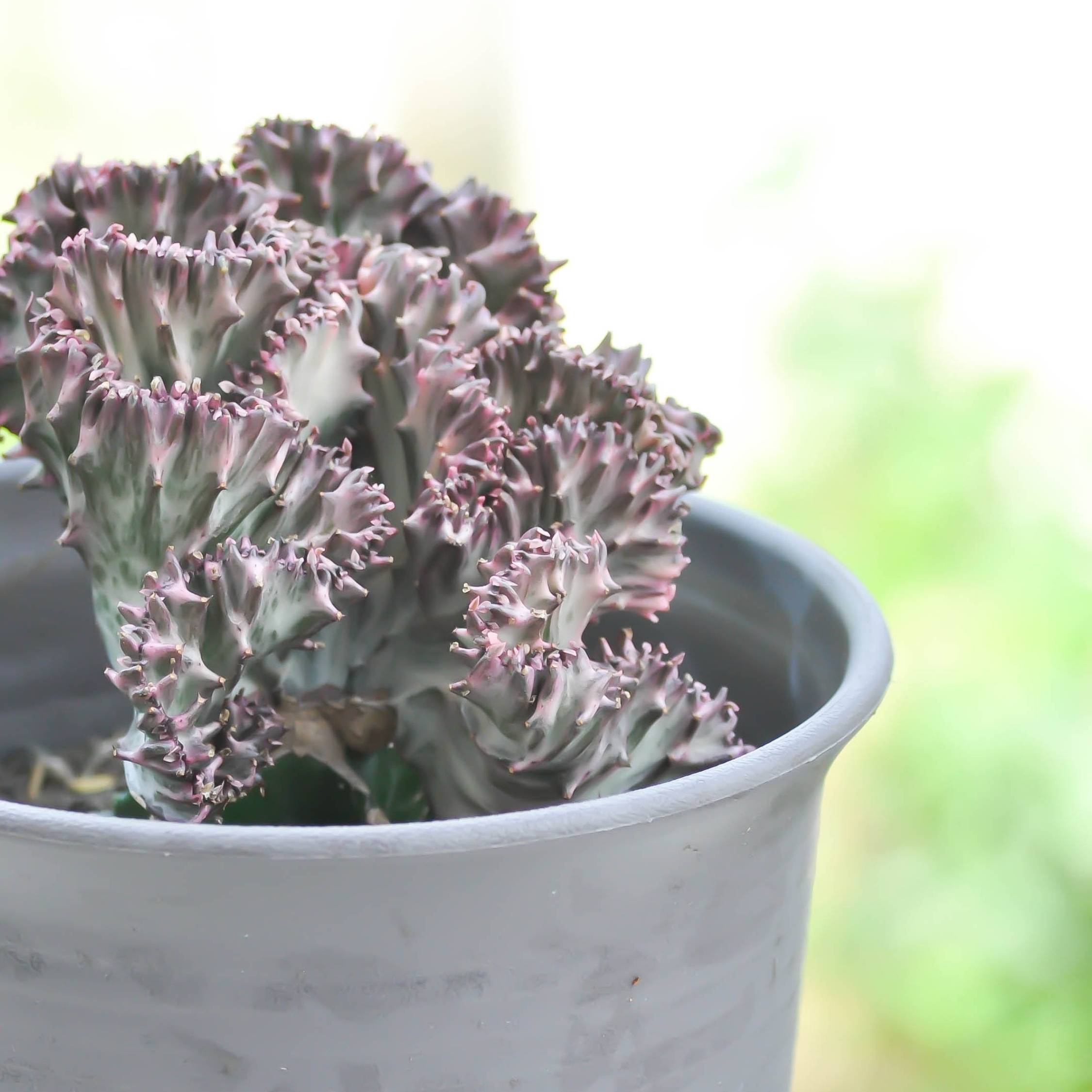 Plant In A Box - Mélange d'euphorbes - Set de 2 - Euphorbia 'Lactea' - Hauteur 25-30cm - ⌀12cm - Image 2