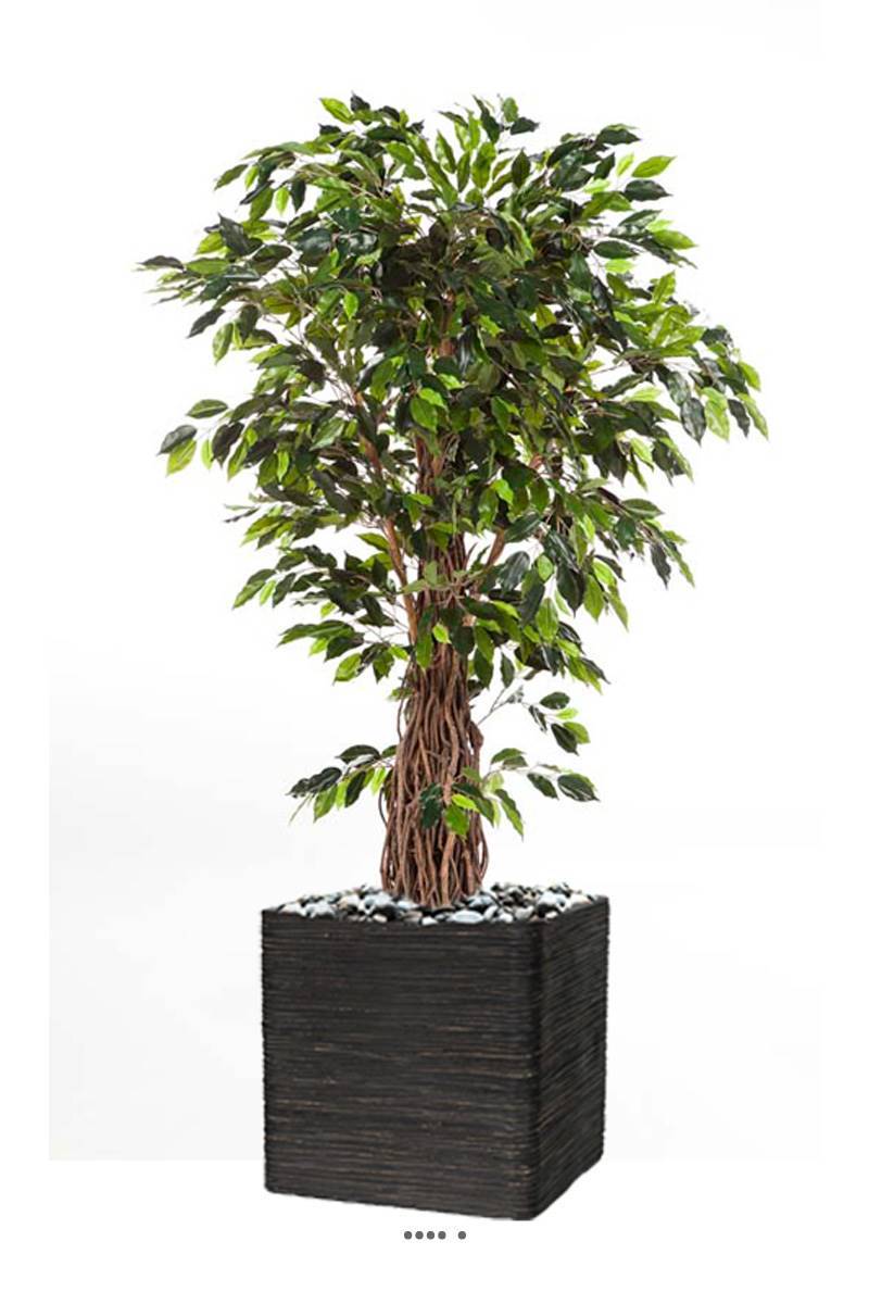 Artificielles - Ficus lianes artificiel luxe H 180 cm 1600 feuilles gros tronc en pot - dimhaut: H 180 cm - couleur: Vert - Imagen 1