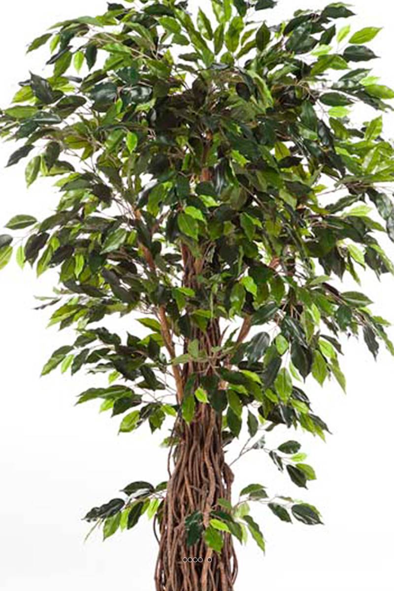 Artificielles - Ficus lianes artificiel luxe H 180 cm 1600 feuilles gros tronc en pot - dimhaut: H 180 cm - couleur: Vert - Imagen 2