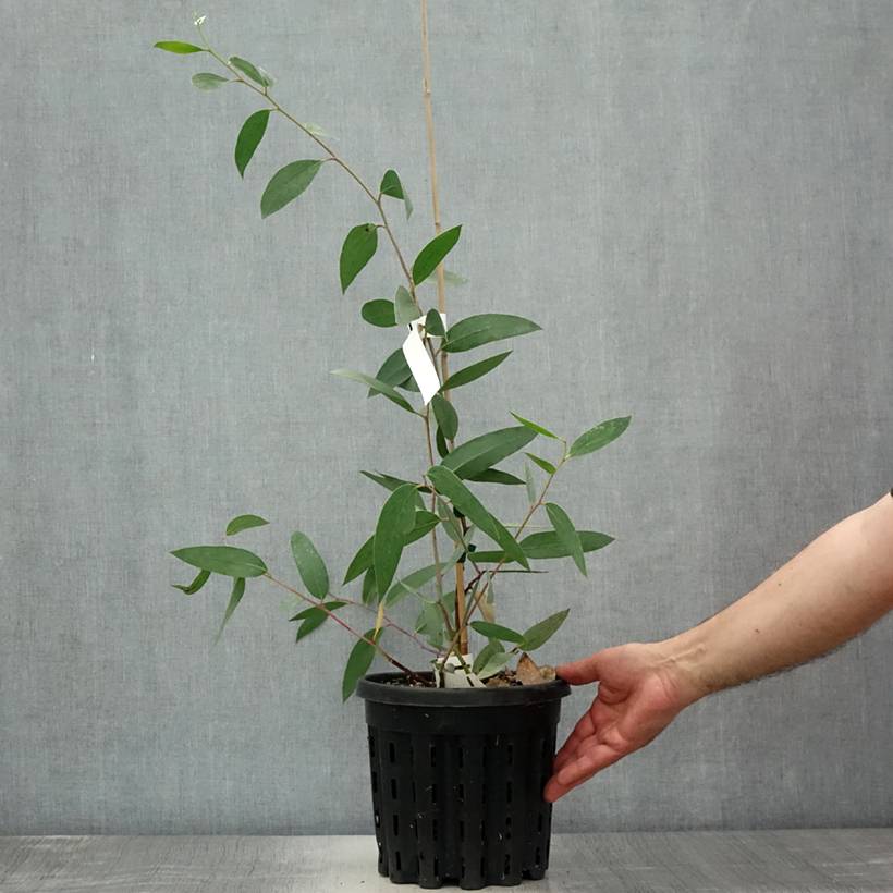 Eucalyptus lacrimans - Gommier des neiges pleureur Pot de 4L/5L, Pot anti-chignon - Image 2
