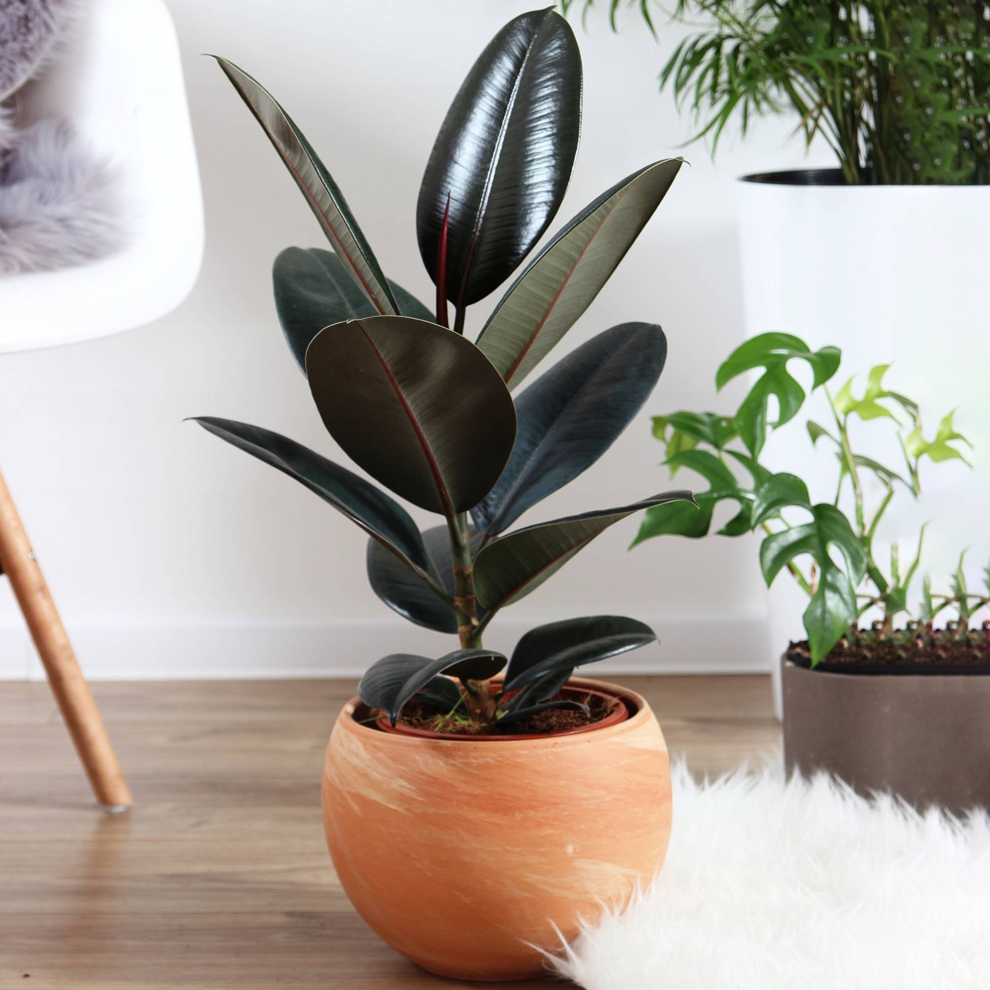 Gardenersdream - 1 X Ficus Abidjan - Hévéa Caoutchouc | Superbe Cadeau De Plante D'Intérieur | Parfaite Pour La Maison Ou Le Bureau - GardenersDream - Imagen 1