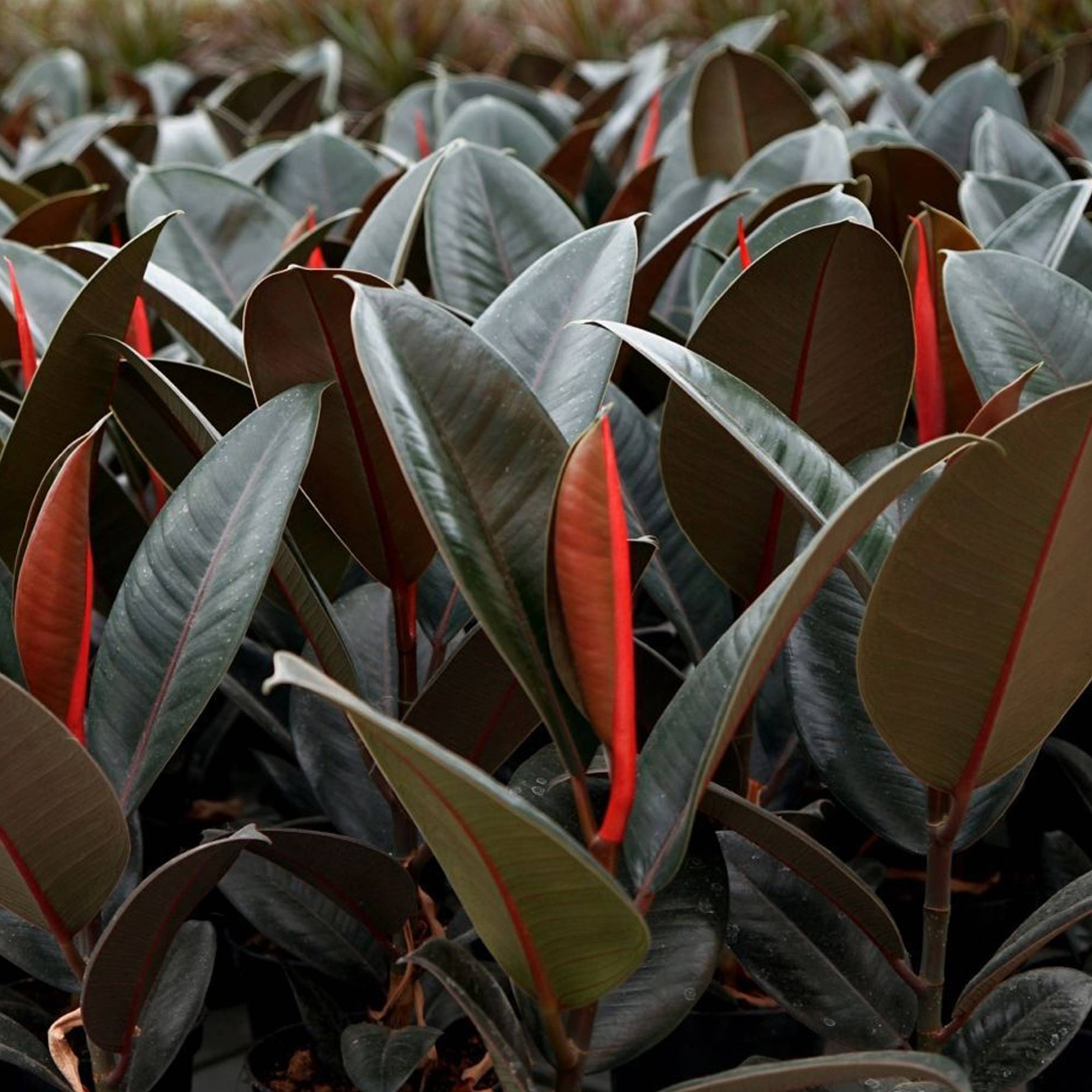 Gardenersdream - 1 X Ficus Abidjan - Hévéa Caoutchouc | Superbe Cadeau De Plante D'Intérieur | Parfaite Pour La Maison Ou Le Bureau - GardenersDream - Imagen 3