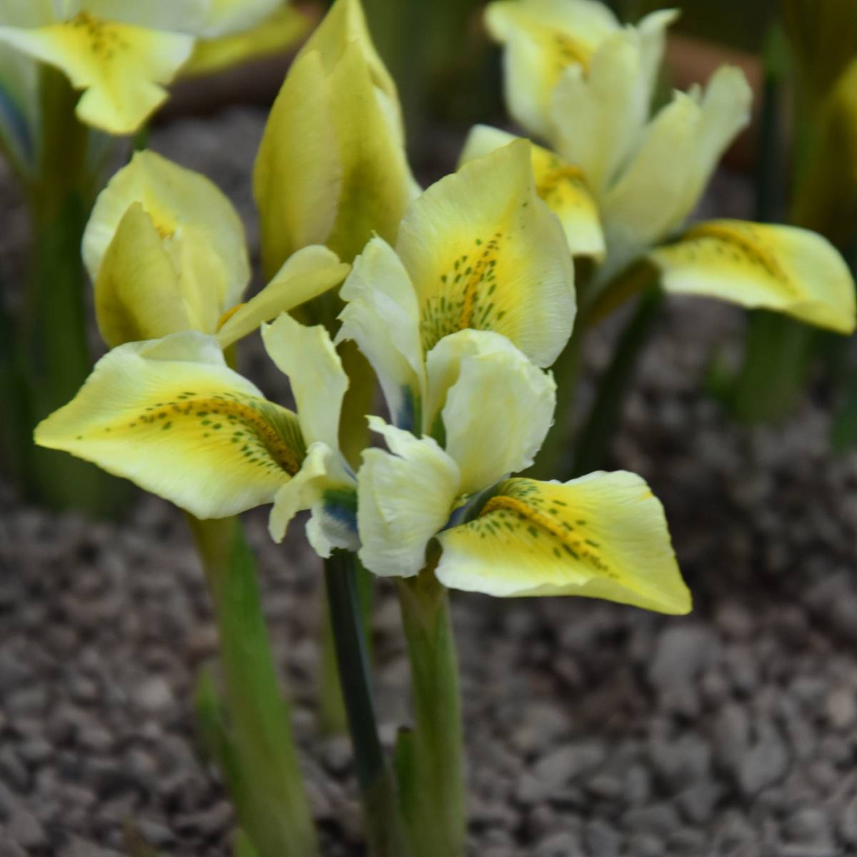 Promesse de Fleurs - Iris reticulata North Star Bulbe calibre 5+ (par 5)
