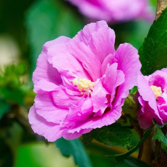 Hibiscus syriacus 'Ardens' (Hibiscus syriacus 'Ardens') - Godet - Taille 10/15cm - Pépinières Naudet - Image 1
