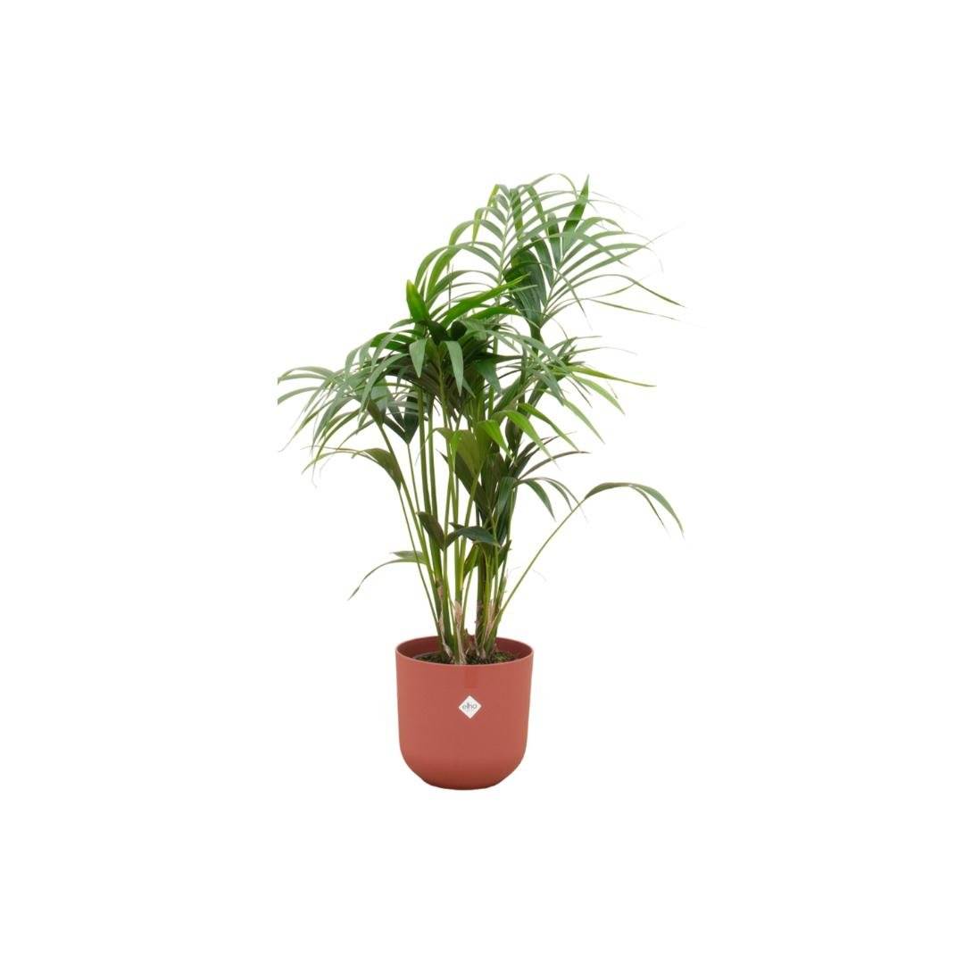 La Green Touch - Palmier Kentia 160cm et son pot- La Green Touch Rouge 26cm - Hauteur 160cm
