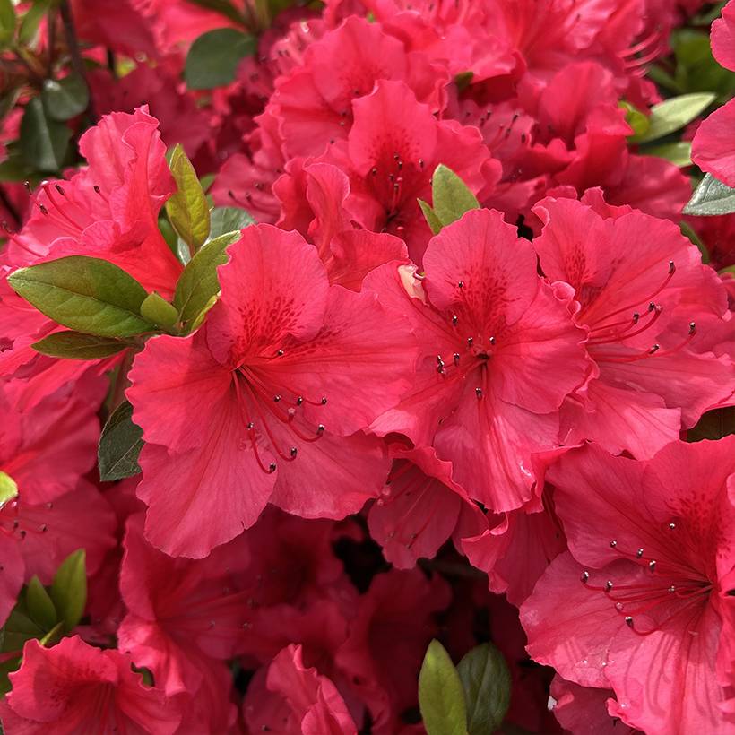 Promesse de Fleurs - Azalée du Japon Vuyk's Scarlet - Rhododendron hybride. Godet de 8/9 cm - Image 1