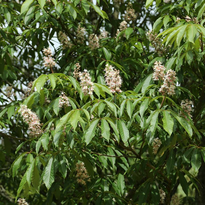 Promesse de Fleurs - Aesculus chinensis - Marronnier de Chine Pot de 12L/15L