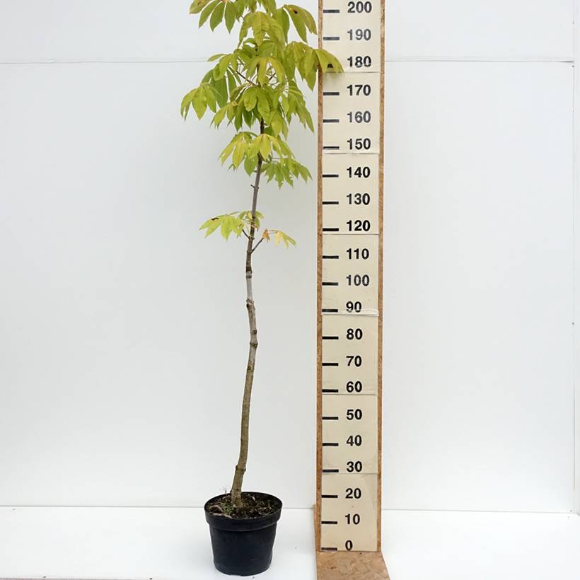 Promesse de Fleurs - Aesculus chinensis - Marronnier de Chine Pot de 12L/15L - Image 2