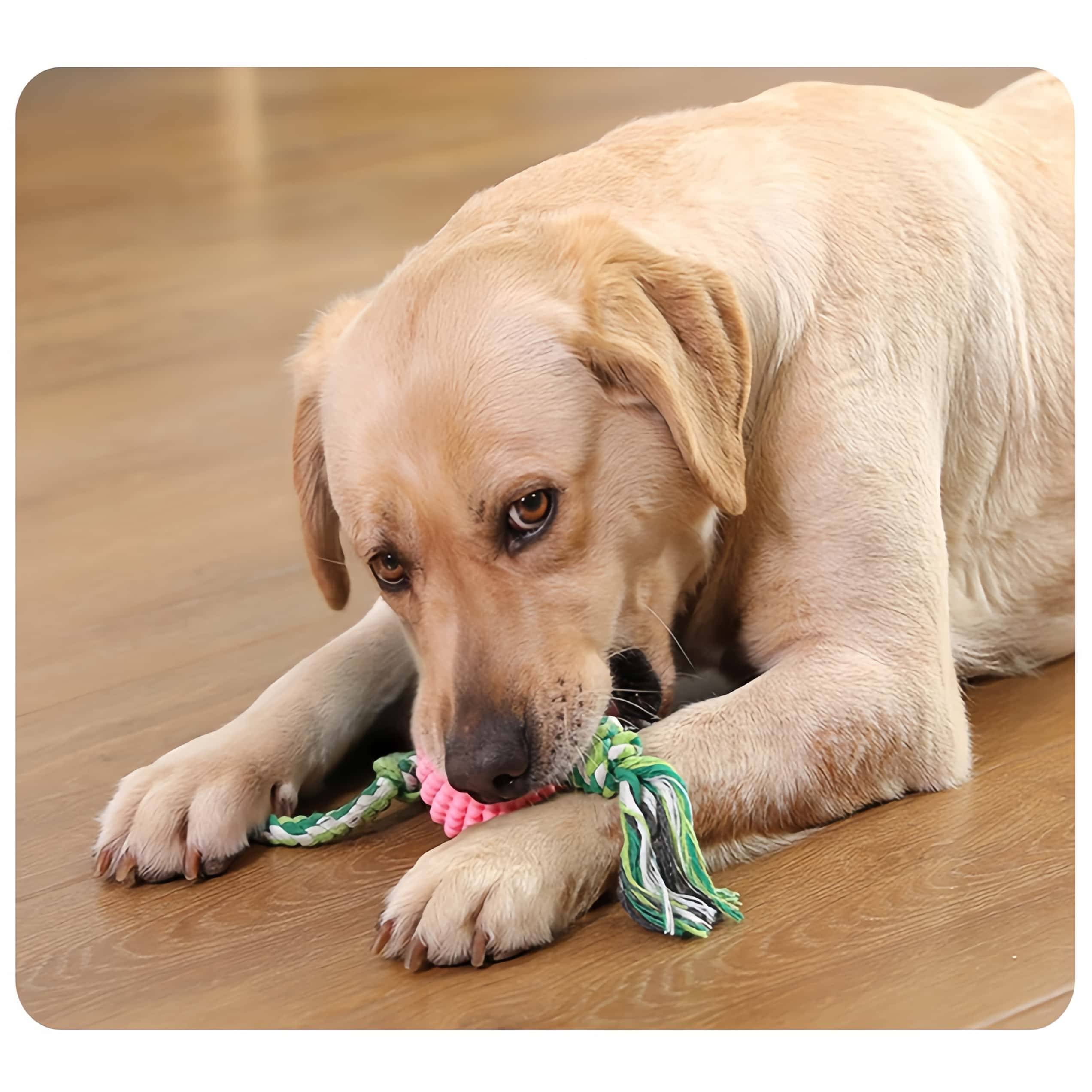 DtopbuyAge - Jouet pour Chien À Mâcher Corde Tressée et Balle Idéal pour Training Exercise Agilité et Jeu de Récupération DtopbuyAge - Image 4