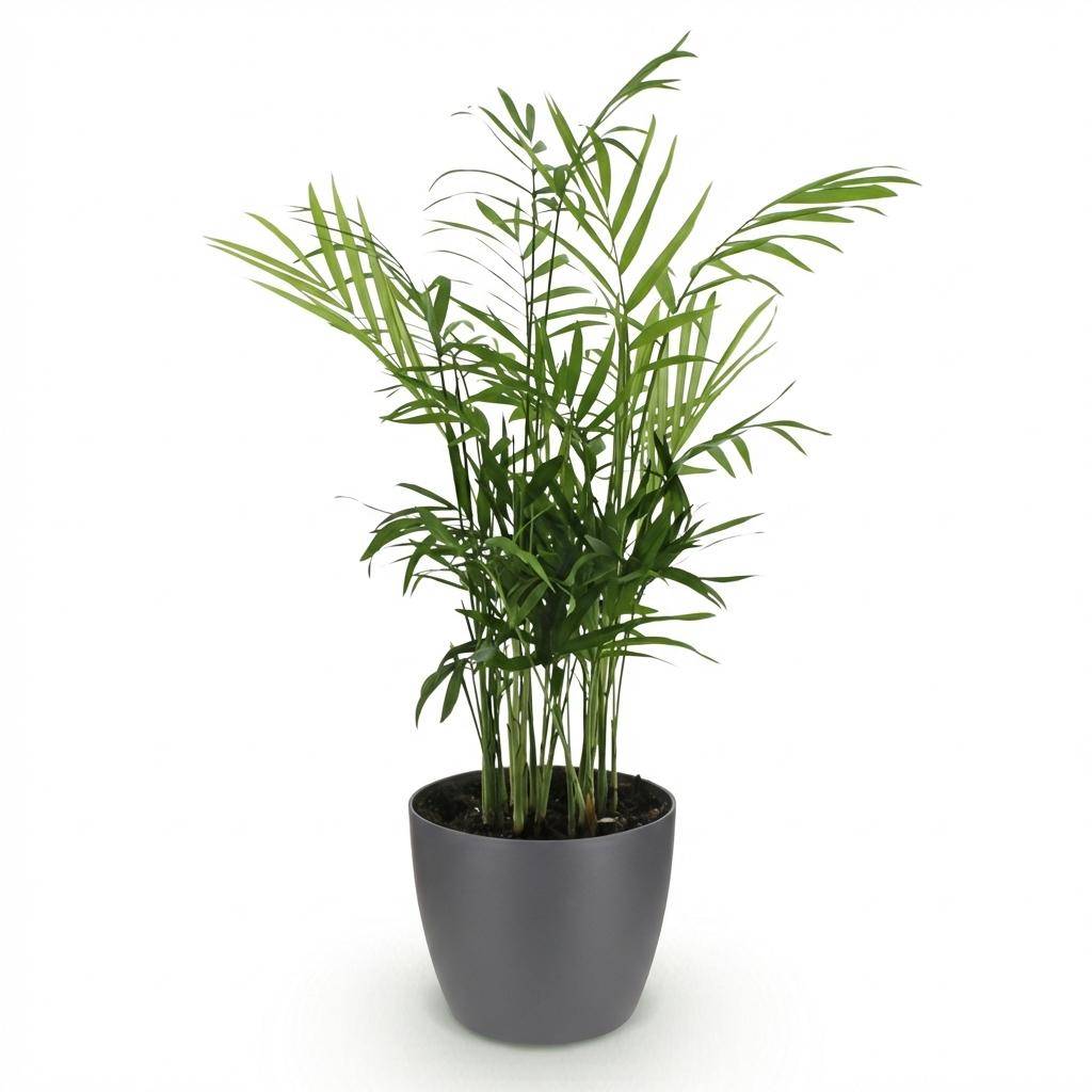 La Green Touch - Chamaedorea Elegans - H40cm - Image 4