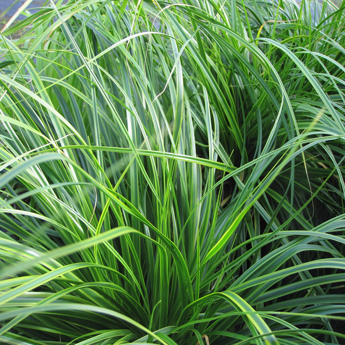 Carex oshimensis Evercream - Laîche d'Oshima Pot de 2L/3L