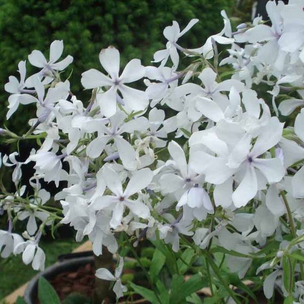 Phlox divaricata White Perfume Godet de 8/9 cm
