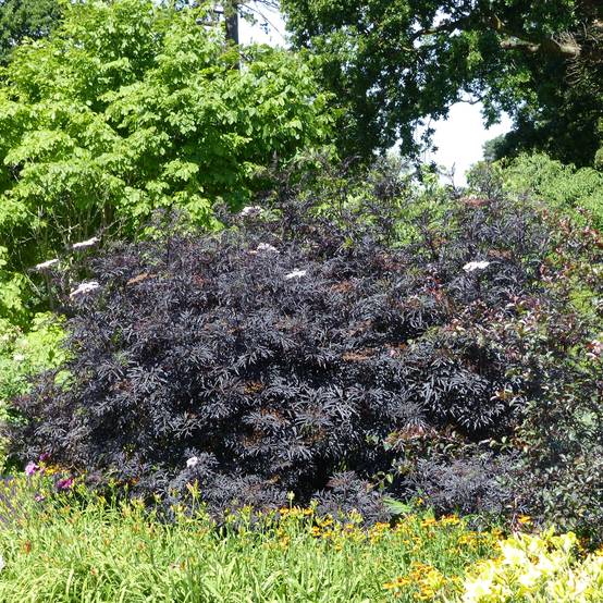 Sureau noir - Sambucus nigra Black Lace (Eva) Godet de 8/9 cm - Image 1