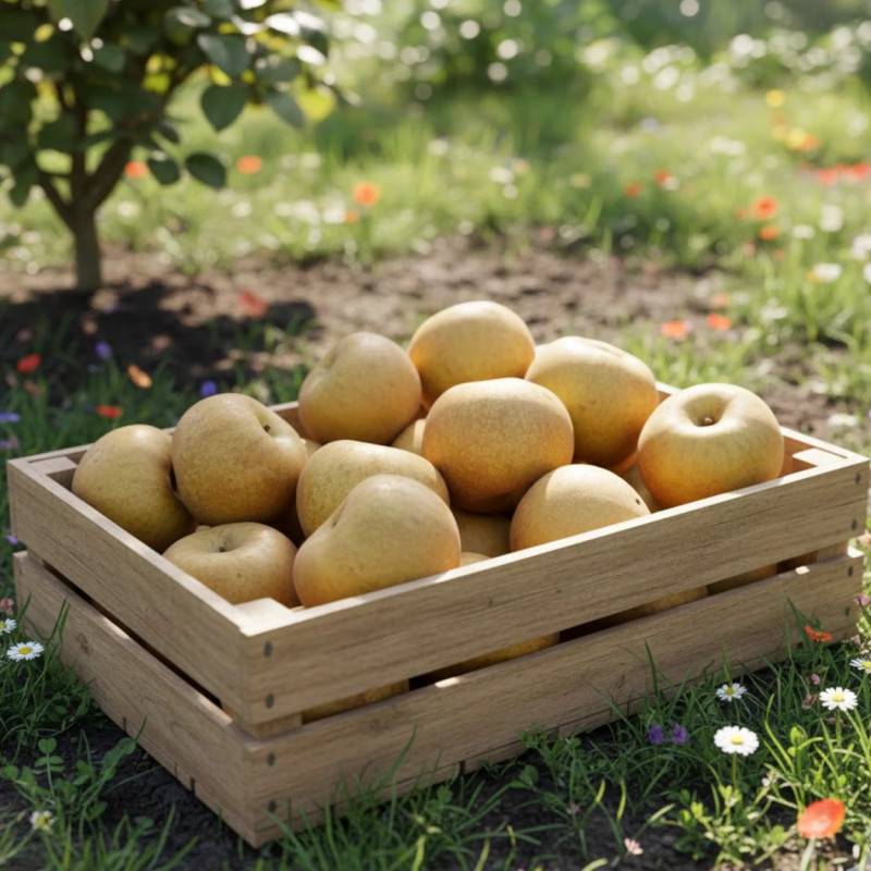 Pommier Reinette Grise du Canada - Bon rendement - Pot de 15L - Double U - 150/175 cm - De 3,00 m à 5,00 m - Imagen 2