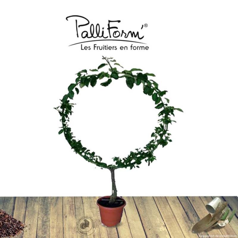 Pommier Reinette Grise du Canada - Bon rendement - Pot de 15L - Double U - 150/175 cm - De 3,00 m à 5,00 m - Imagen 10