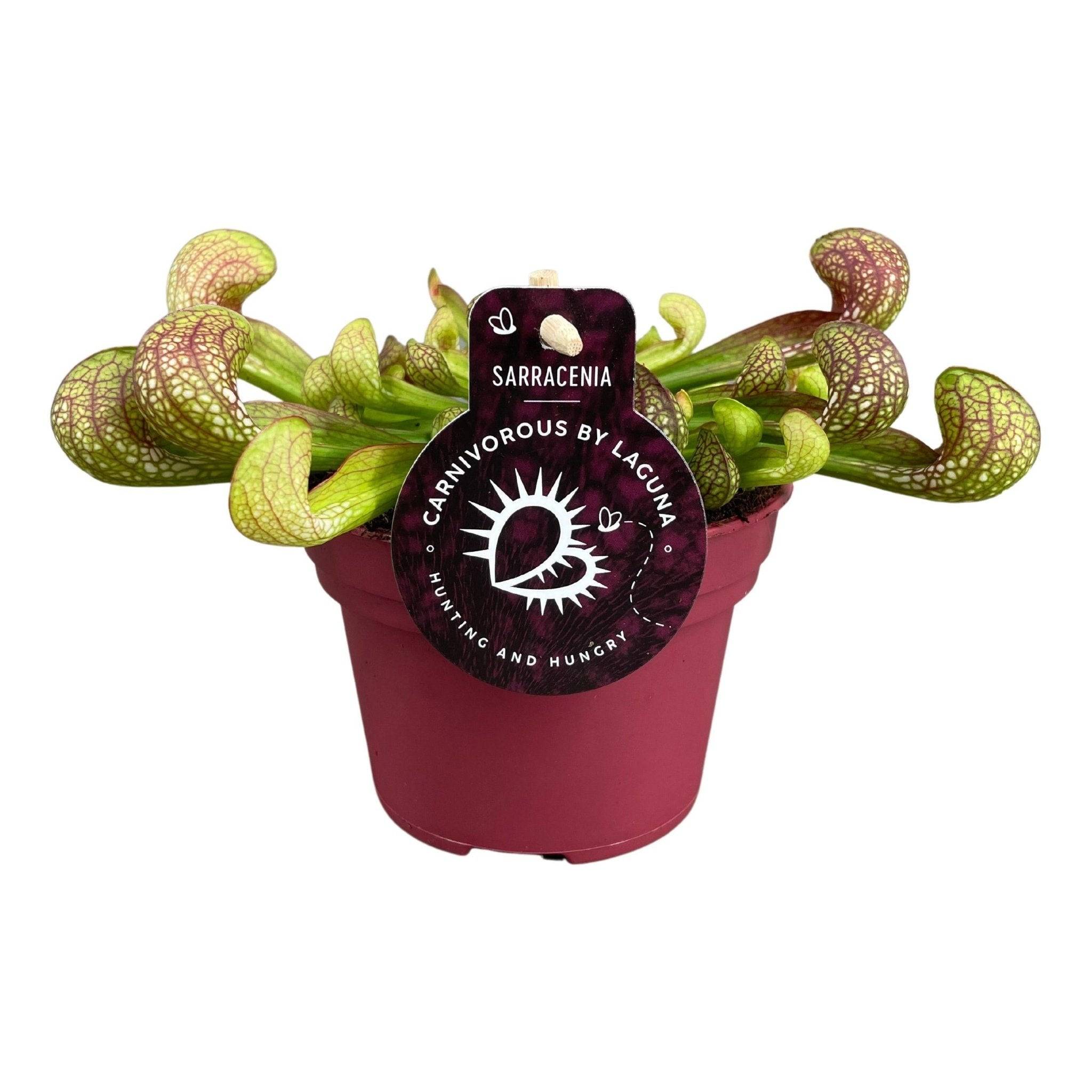 Sarracenia Psittacina 13cm - Plante d'intérieur- La Green Touch