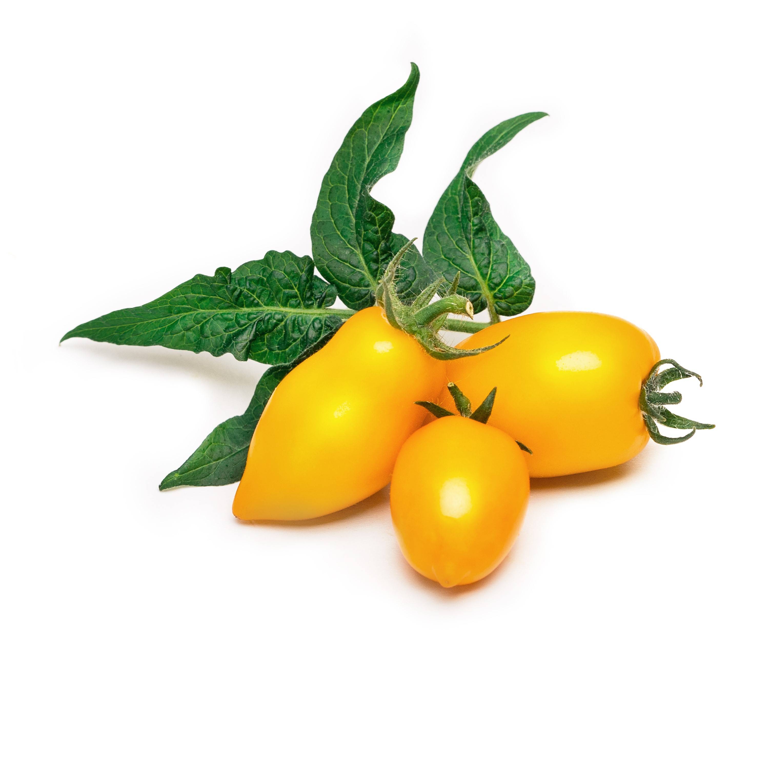 Veritable - Lingot Mini tomate jaune - Recharge prête à l'emploi - Véritable - Imagen 2