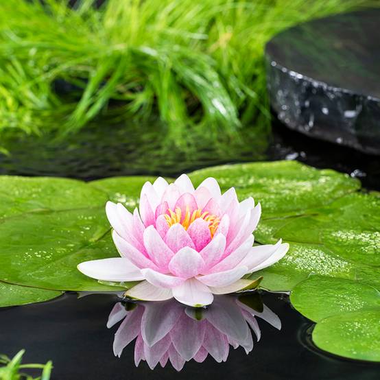 Nymphaea Madame Wilfron Gonnère - Nénuphar rustique Pot de 1L/1,5L