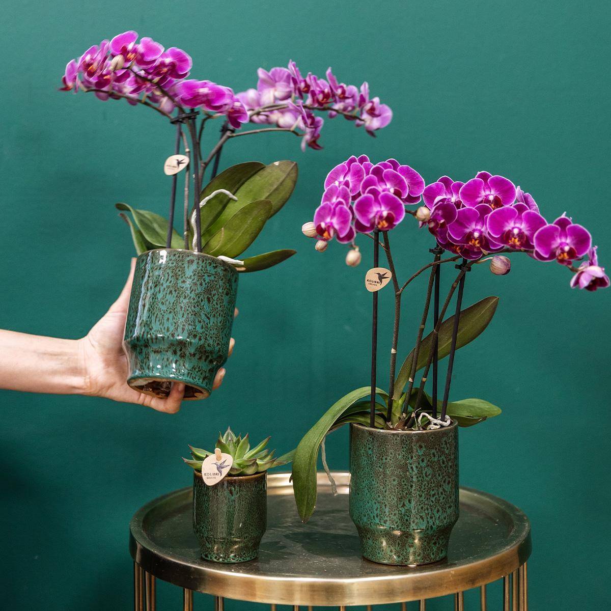 La Green Touch - Orchidée Morelia Violette et son pot- La Green Touch Vert - Hauteur 35cm - Imagen 2