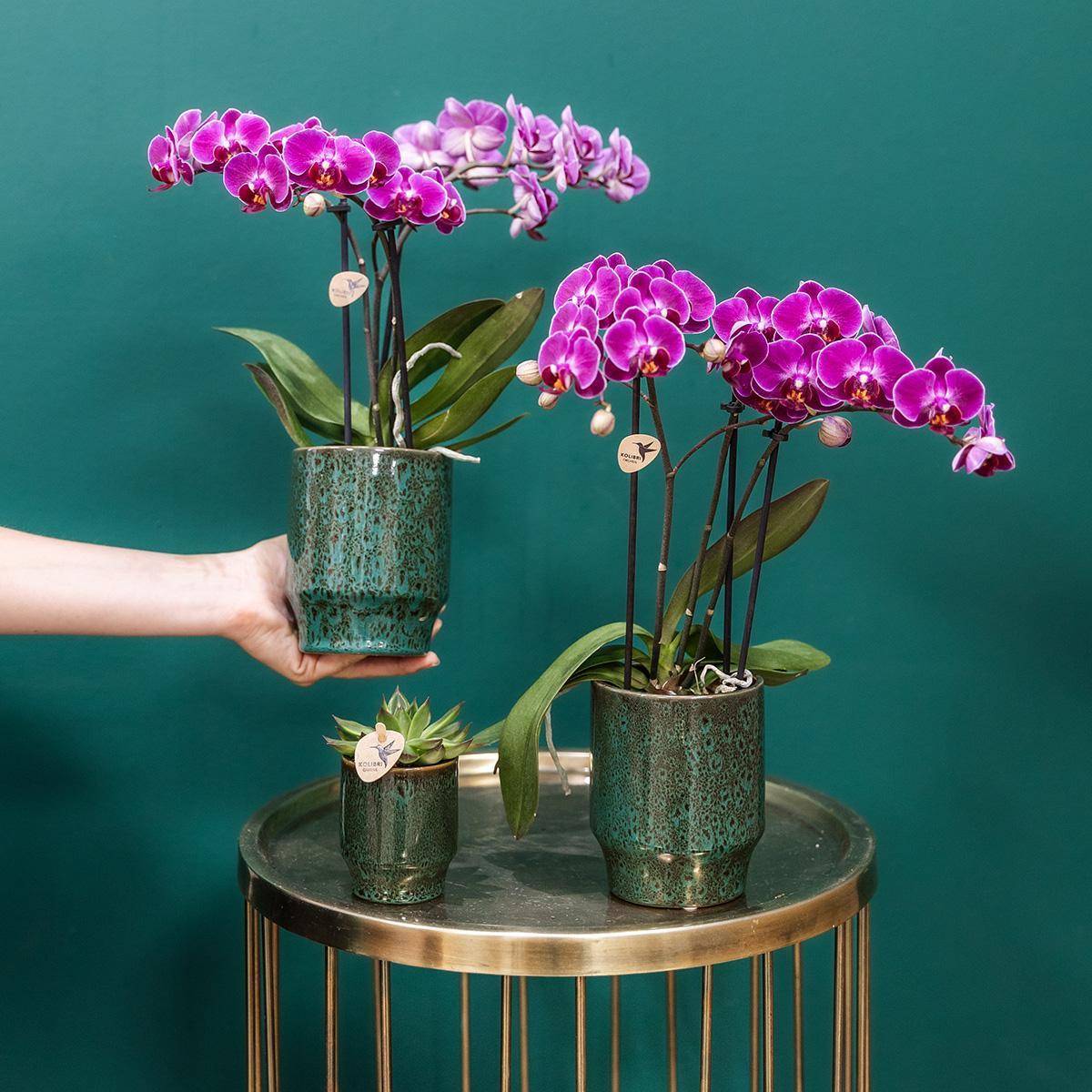 La Green Touch - Orchidée Morelia Violette et son pot- La Green Touch Vert - Hauteur 35cm - Imagen 5