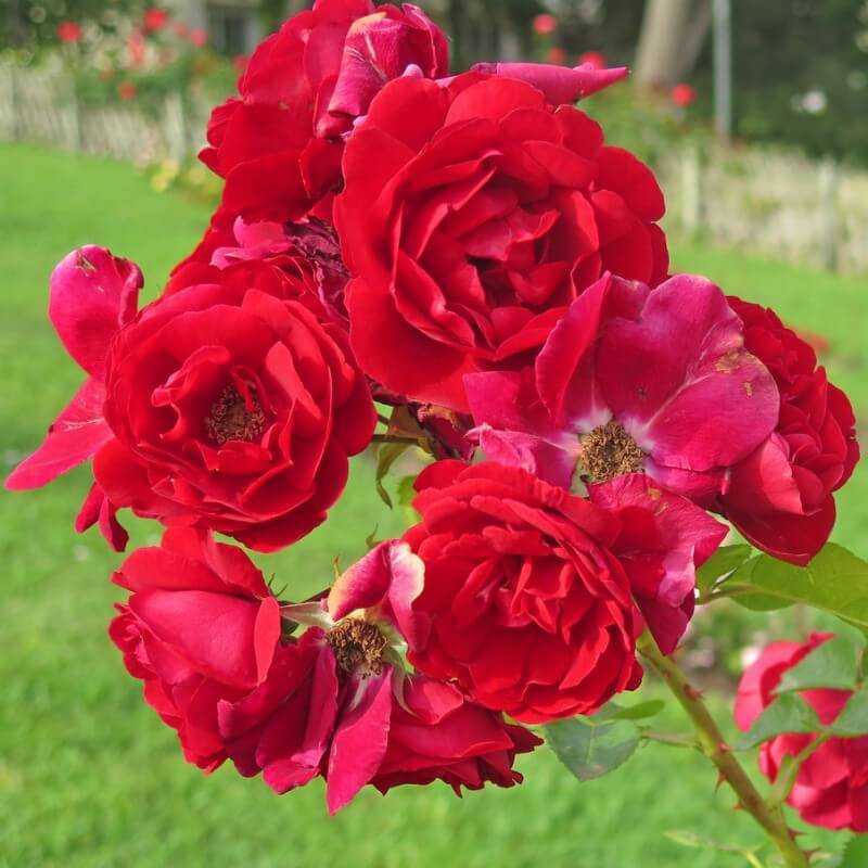 Rosier 'Lili Marlène' - Conteneur 3L - Pépinières Naudet - Image 2