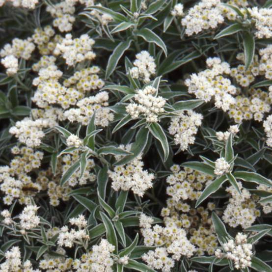 Immortelle de Virginie à fleurs Blanche/ - feuillage Semi-Persistant - Godet - 5/20 cm - Image 2