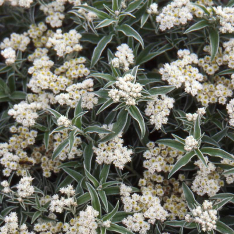 Immortelle de Virginie à fleurs Blanche/ - feuillage Semi-Persistant - Godet - 5/20 cm - Image 2