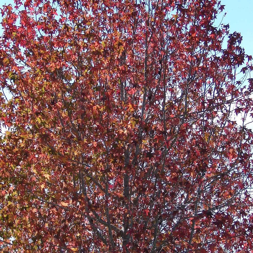 Copalme d'Amérique Rotundifolia, Liquidambar - Pot de 15L - Baliveau