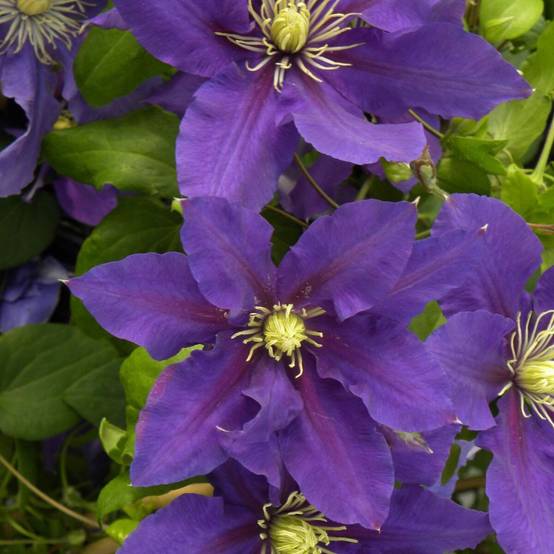 Clématite Chevalier™ 'Evipo040' à fleurs Bleue - feuillage Caduc - Pot de 3L - Echelle bambou 60/120 cm- hauteur à maturité De 1,50 m à 2,00 m - Image 5