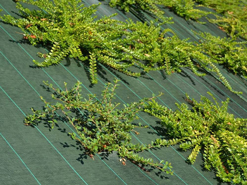 Maille Store - Toile de paillage - Vert - 100gr/m² - Petite dimension Pliés 1.25m x 10m Vert - Imagen 3
