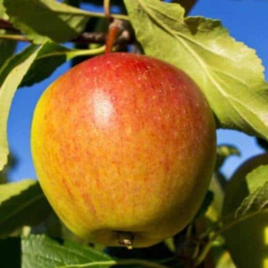 Pommier 'Cox Orange Pippin' (Malus domestica 'Cox Orange Pippin') - Scion de 80 à 100cm - Pépinières Naudet - Image 1