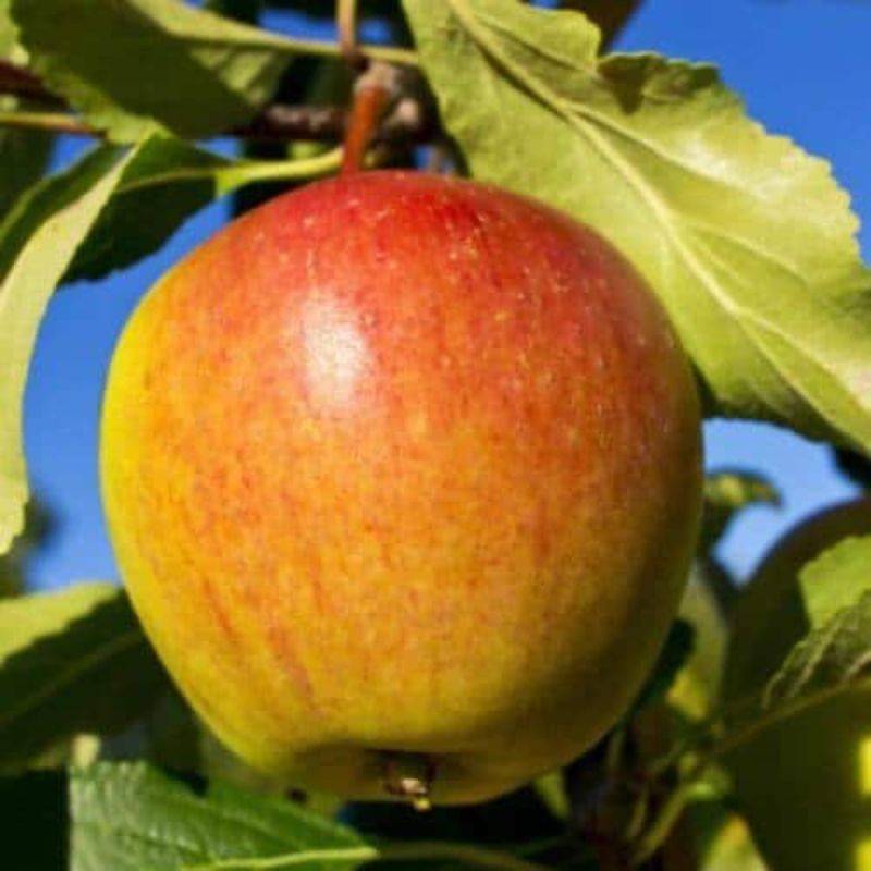 Pommier 'Cox Orange Pippin' (Malus domestica 'Cox Orange Pippin') - Scion de 80 à 100cm - Pépinières Naudet - Imagen 1