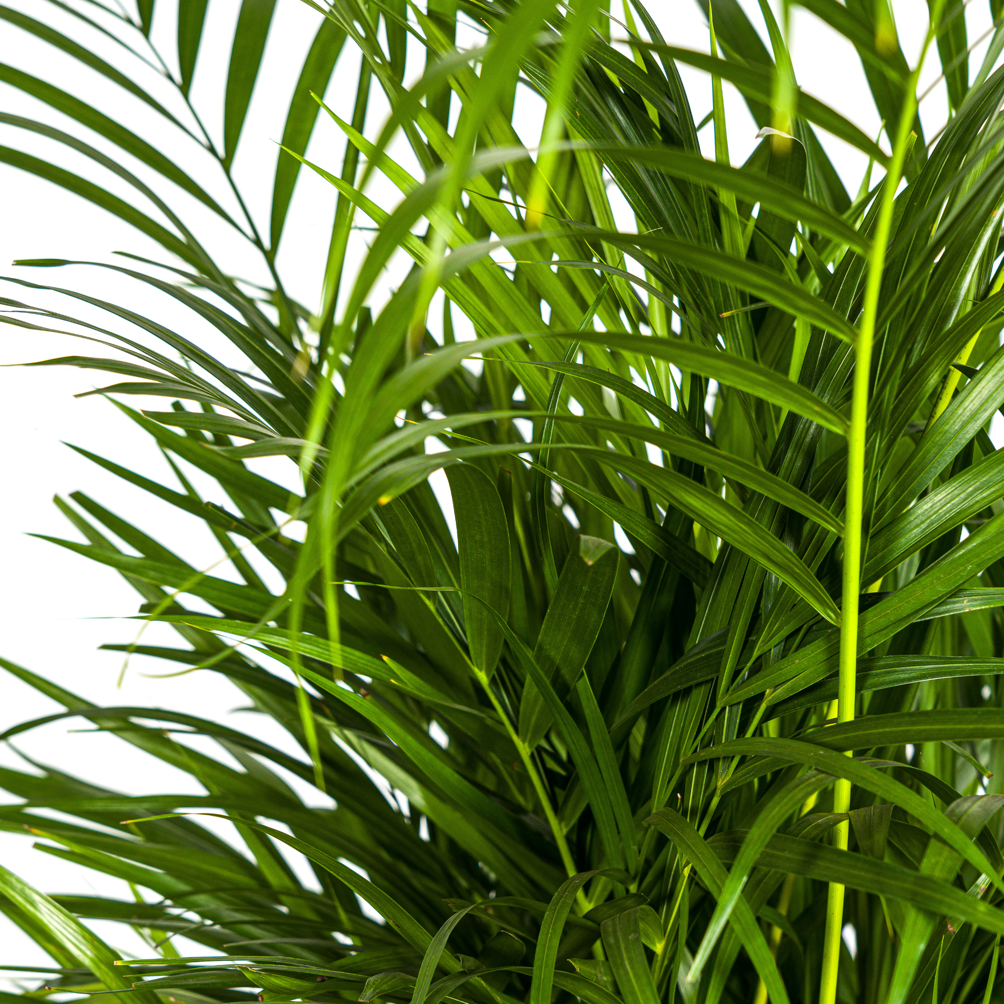 La Green Touch - Palmier Areca avec panier - Dypsis lutescens - H 100-120 cm, pot Ø21 cm - Image 2