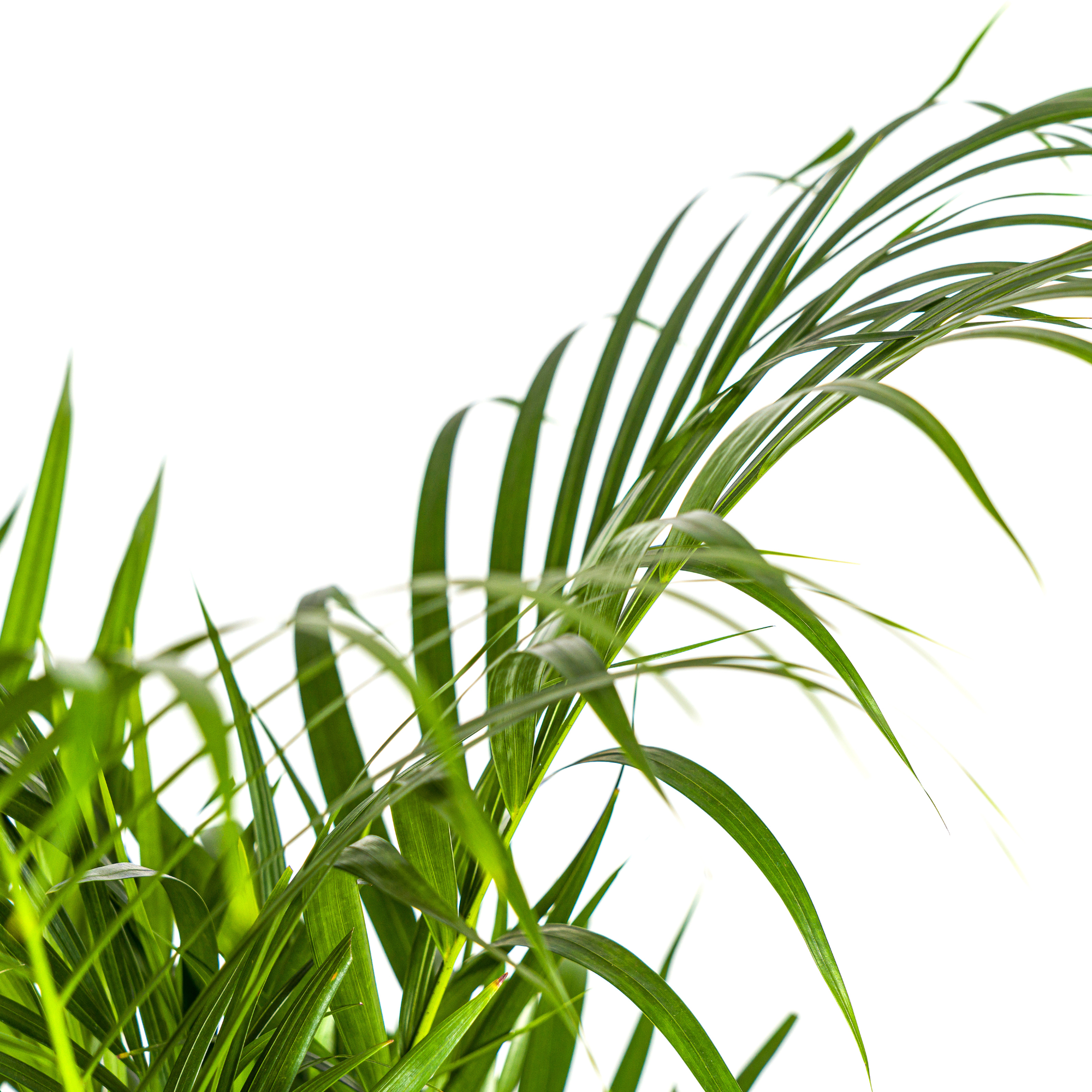 La Green Touch - Palmier Areca avec panier - Dypsis lutescens - H 100-120 cm, pot Ø21 cm - Image 4