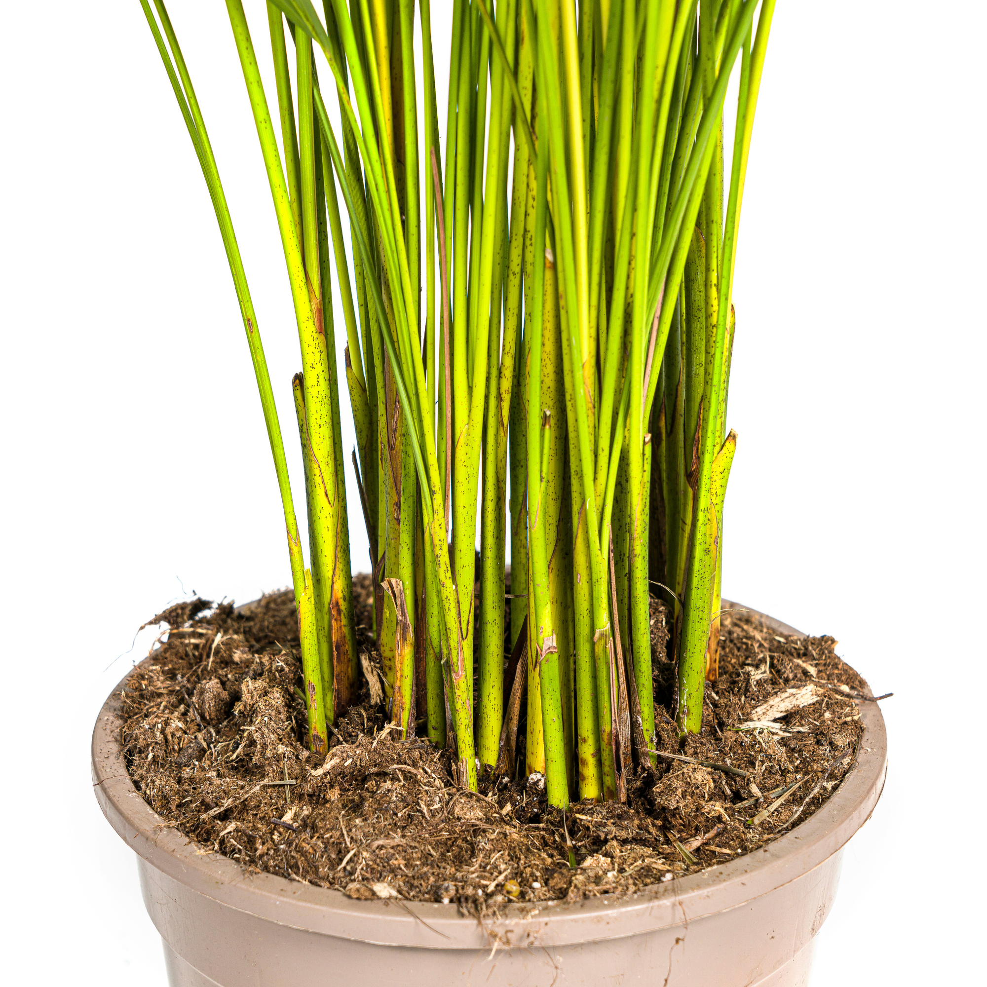 La Green Touch - Palmier Areca avec panier - Dypsis lutescens - H 100-120 cm, pot Ø21 cm - Image 5