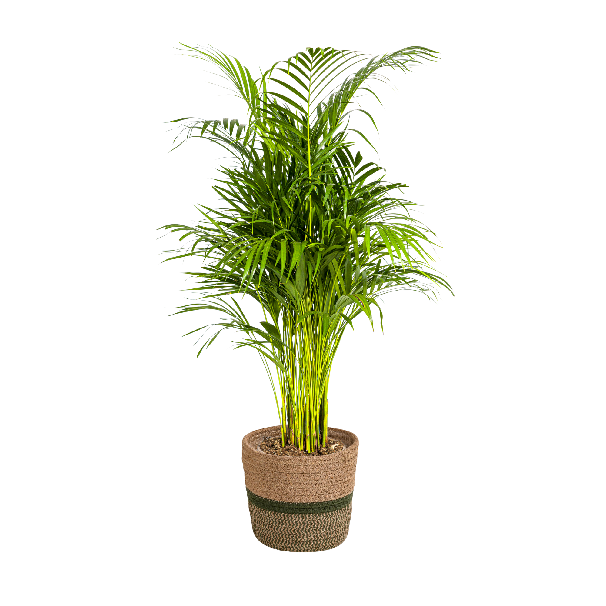 La Green Touch - Palmier Areca avec panier - Dypsis lutescens - H 100-120 cm, pot Ø21 cm - Image 1